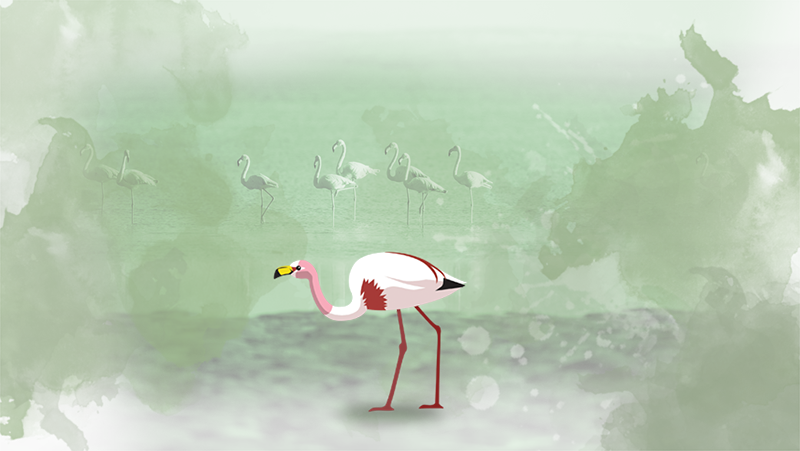 Flamingo