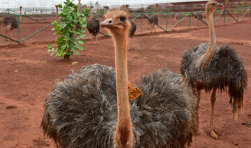 Ostriches gather in an enclosure at Kledu farm, some 30kms north of Bamako on August 4, 2018. (AFP)