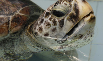 Hoard of coins extracted from sea turtle