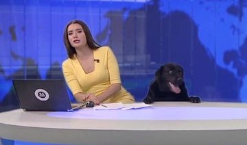 Excited dog interrupts Russian news broadcast, clip goes viral