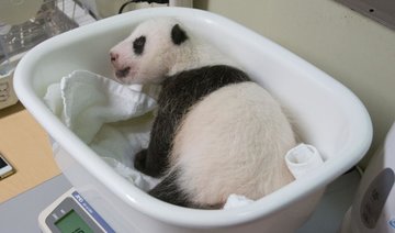 Tokyo to begin seeking names for star giant panda cub