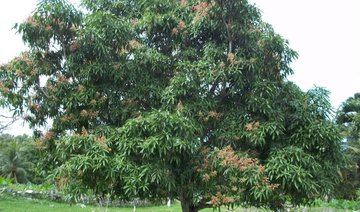 Indigenous man who lived on tree for two years in India given land for home