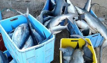 Oman authorities destroy thousands of tons of fish over hygiene concerns