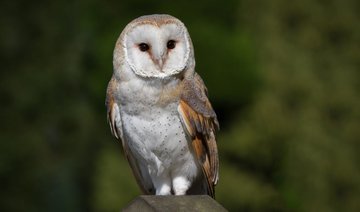 Indonesian village gives owls their jobs back