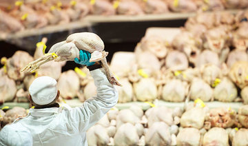 New bird flu cases reported in KSA; transport of live birds between regions banned