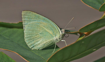 The UAE’s animal kingdom just grew after the discovery of two new species