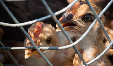 Turkish town shutdown after bird flu outbreak