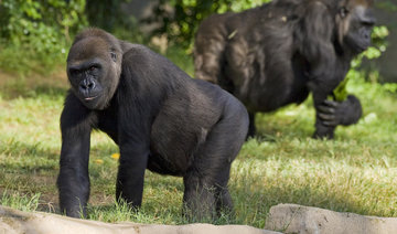 One of world’s oldest gorillas dies at San Diego Zoo