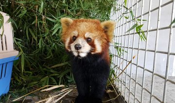 Red pandas rescued in Laos stir fears over exotic pet trade