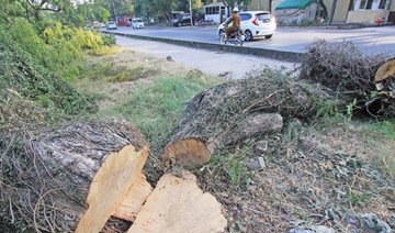 Smog fears as Islamabad’s trees are sacrificed