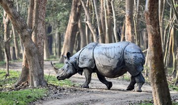 Indian wildlife sanctuary sees jump in one-horned rhinos