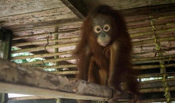 Denver Zoo celebrates birth of Sumatran orangutan