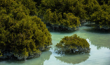 World Environment Day: Celebrating the enigmatic biodiversity of Saudi Arabia