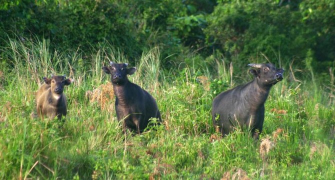 Philippines’ rare dwarf buffalo charges against extinction