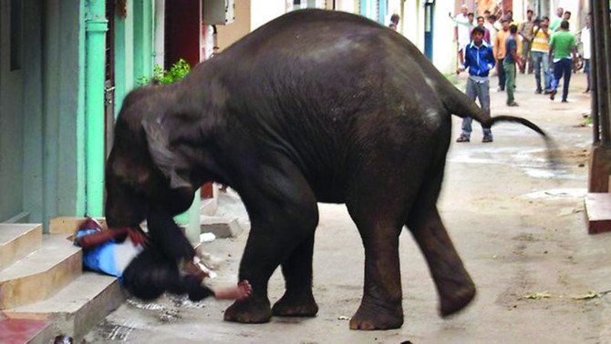 Elephant tramples Chinese man to death