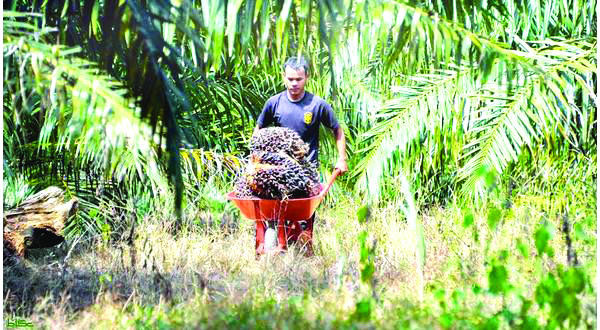 Experts call for undertaking new technology to promote Saudi dates