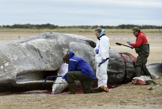 Nearly 30 sperm whales wash up and die on N. Sea beaches