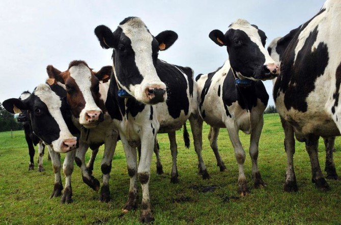 Turkey ‘expels Dutch cows’ amid diplomatic crisis