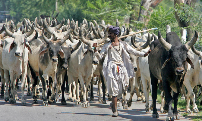 Muslim man dies after attack by cow vigilantes in India