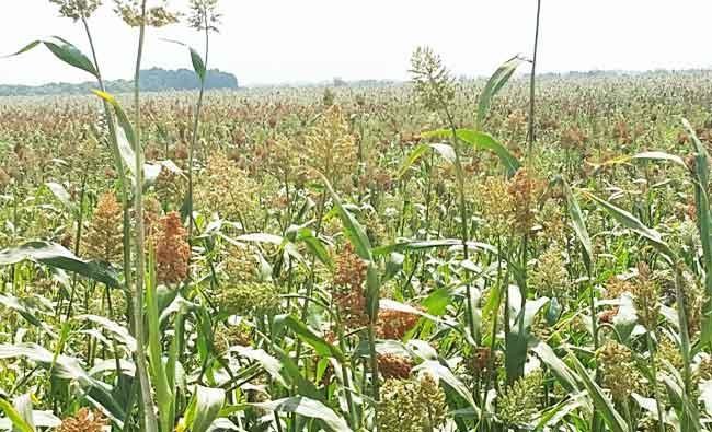 Urban growth, increase in livestock encroach on desert vegetation in Kingdom