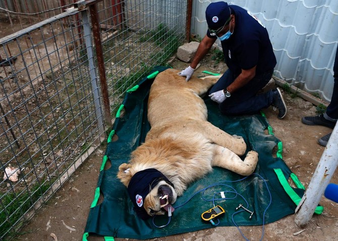 Mosul zoo lion, bear flown out of Iraq in rescue mission