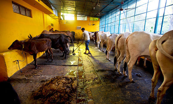 Three men attacked in Indian capital for transporting cattle