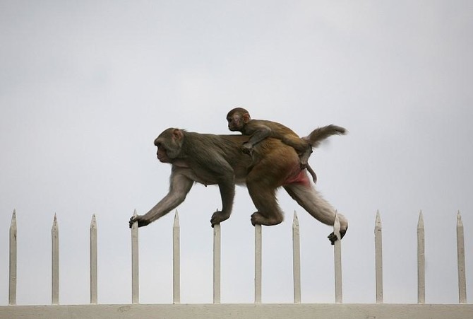 Indian photographer stunned as monkey ‘cries’ after baby’s collapse