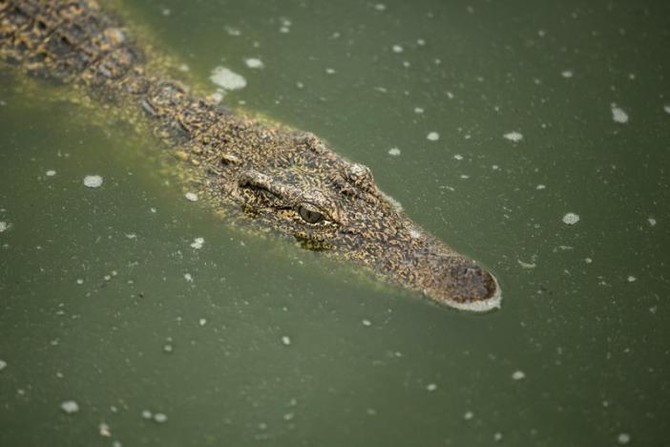 Zimbabwe pastor eaten by crocodiles while trying to walk on water