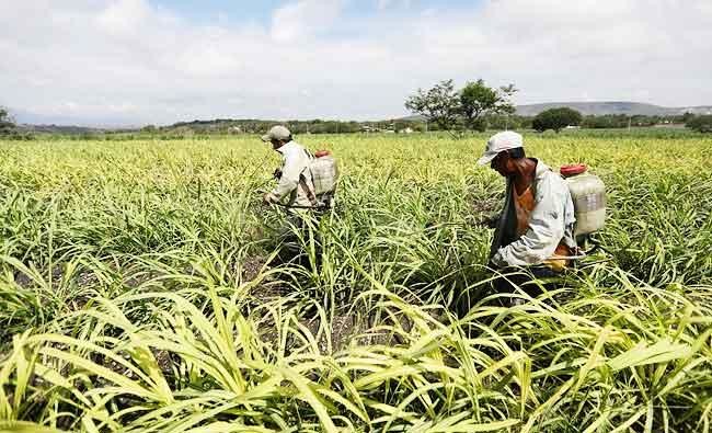 US, Mexico reach deal in sugar dispute