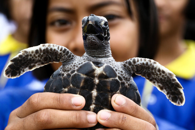 Thailand frees 1,066 turtles to celebrate King’s birthday