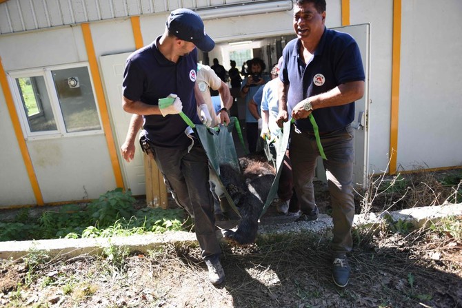 Animals evacuated to Turkey from ‘neglected’ Syria zoo