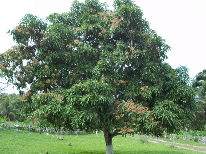 Indigenous man who lived on tree for two years in India given land for home