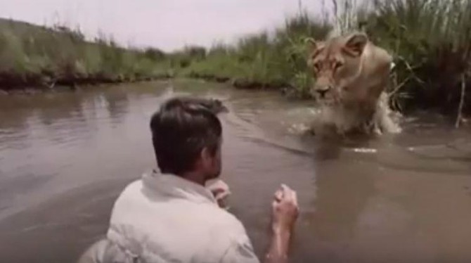 WATCH: Footage shows lioness leap at a man, but what happens next is simply astounding