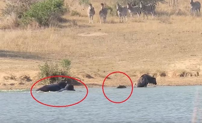 VIDEO: Wildebeest apparently rescued from crocodile by hippos, but is that really what happened?