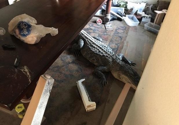 Watch: Texas homeowner finds alligator in dining room after Hurricane Harvey hits