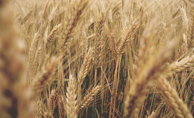 SALIC considers Russian grain investment