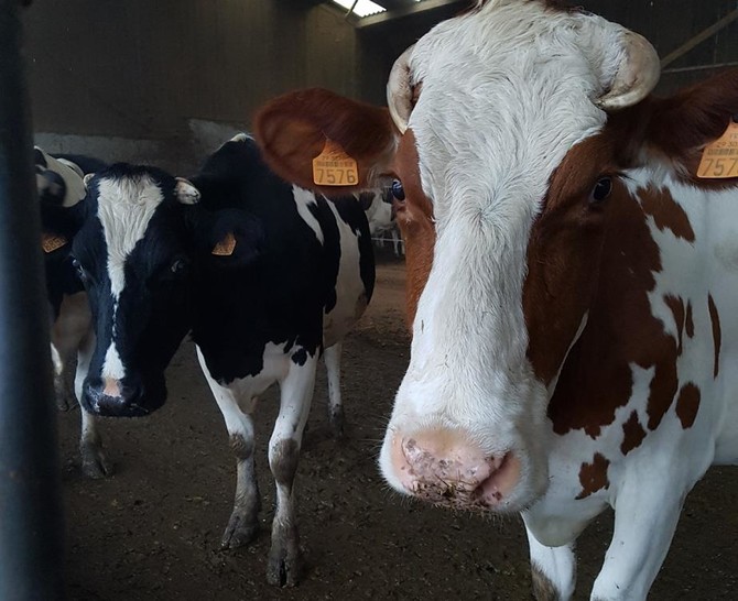 An eye-opening tour of the crème de la crème of France’s cream industry