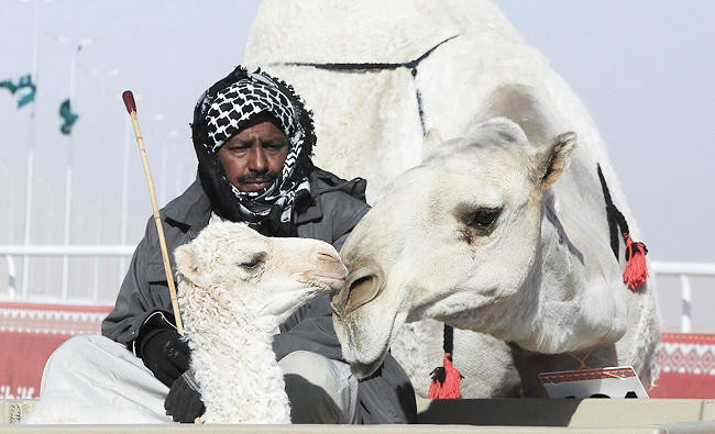 Mother camel leaves race to check on newborn in Sayaheed