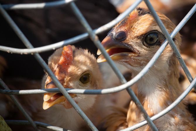 Turkish town shutdown after bird flu outbreak