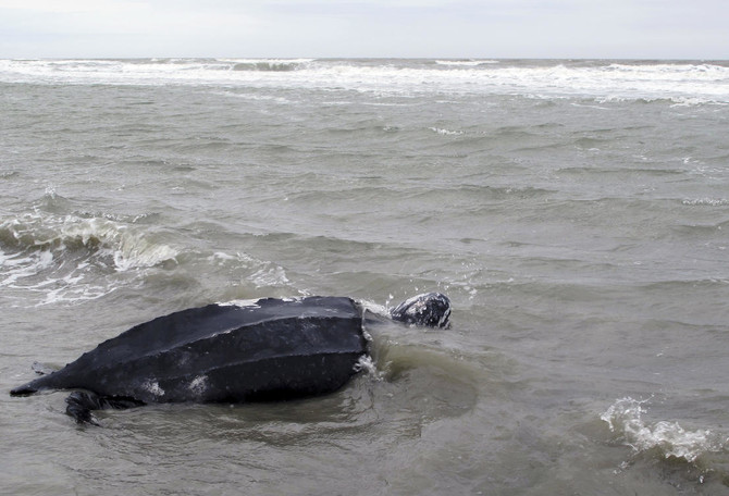 World’s largest sea turtle could come off ‘endangered’ list