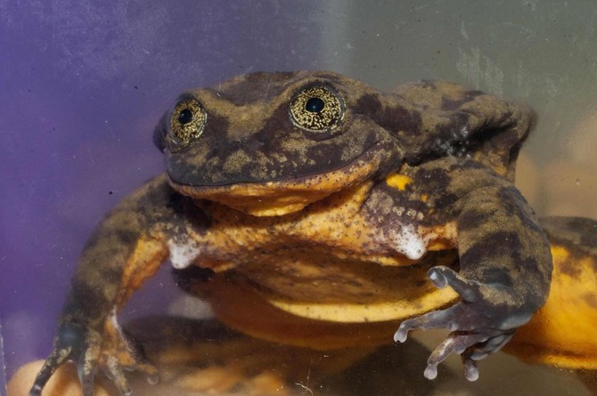 Bid to find a Valentine for Romeo, world’s ‘loneliest frog’