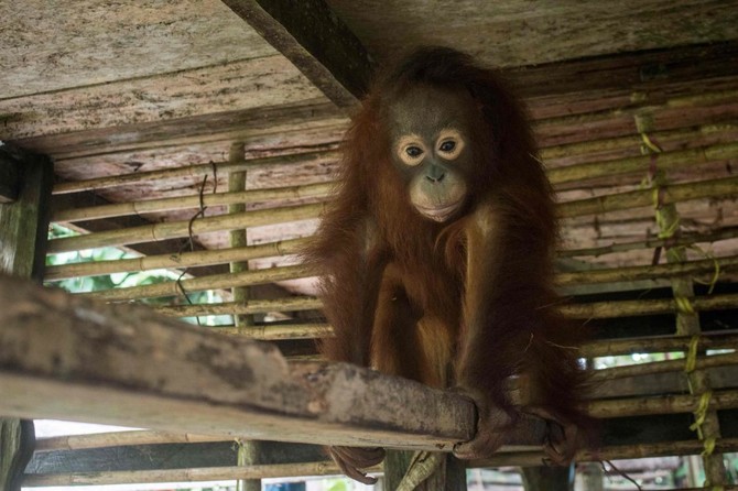 Denver Zoo celebrates birth of Sumatran orangutan